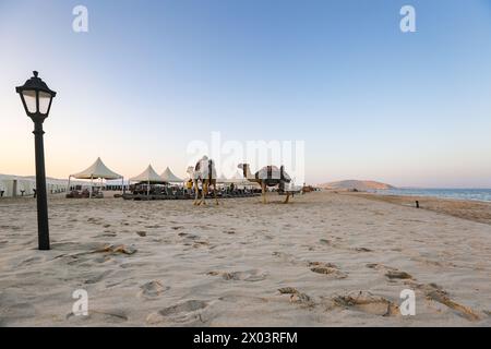 Ride a camel across Sealine Beach Mesaieed beaches, Tents at QIA desert camp at Inland Sea in Persian Gulf at sunset sky. Stock Photo