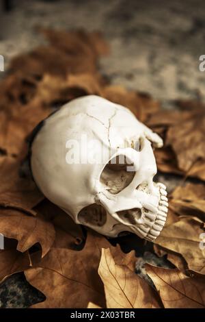 a skull without a lower jaw on a bed of dry leaves Stock Photo