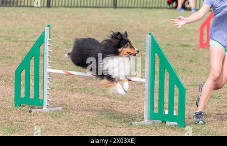 Shetland Sheepdog jumping over obstacle during obstacle course in agility competition Stock Photo