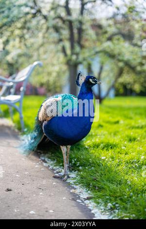 White peacock walking on the green grass in the park Stock Photo - Alamy