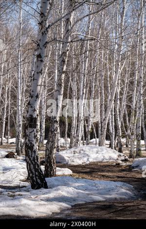 Birch forest in early spring. Early spring forest. the first warm days Stock Photo