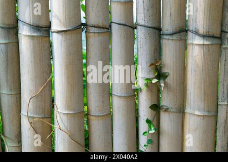 Fence made from bamboo trunks. Backgrounds and textures. Details and elements. Stock Photo