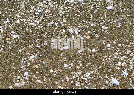 Shells on the sand. Natural backgrounds and textures. Holidays at sea. Sandy beach. Stock Photo