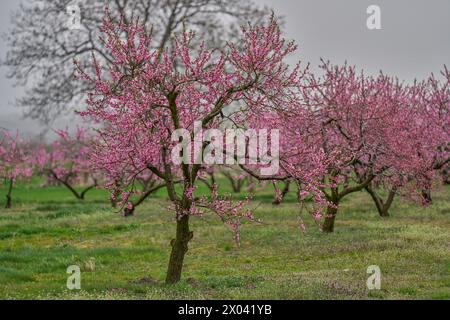 Peach trees in full bloom, pink blossoms general view Rhone Valley ...