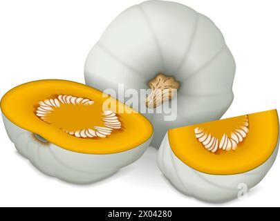 Whole and chopped Crown Prince Squash. Winter squash. Cucurbita maxima. Fruits and vegetables. Isolated vector illustration. Stock Vector