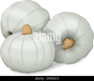 Group of Crown Prince Squash. Winter squash. Cucurbita maxima. Fruits and vegetables. Isolated vector illustration. Stock Vector