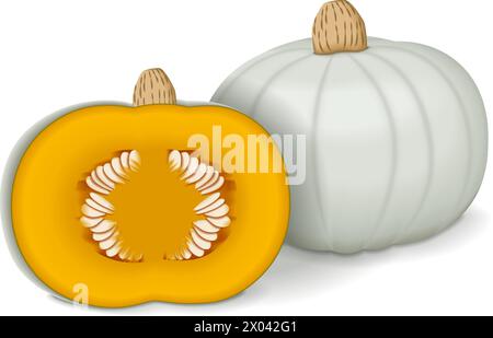 Whole and half of Crown Prince Squash. Winter squash. Cucurbita maxima. Fruits and vegetables. Isolated vector illustration. Stock Vector
