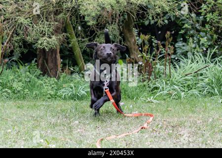 Ein kleiner schwarzer Terrier in Aachen spielt am 7. April 2024 mit einem Ball und tollt im Garten herum. GERMANY - AACHEN - TERRIER Stock Photo