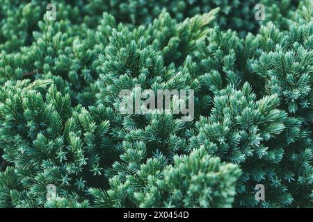 Juniperus squamata in the park, close-up. the flaky juniper, Himalayan juniper. Coniferous green background. Stock Photo