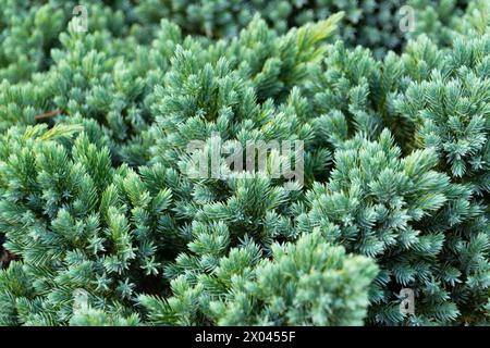 Juniperus squamata in the park, close-up. the flaky juniper, Himalayan juniper. Coniferous green background. Stock Photo