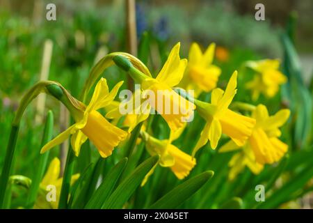 Yellow flowers in the garden, close-up. Narcissus pseudonarcissus, the wild daffodil, Lent lily. Spring bloom. Stock Photo