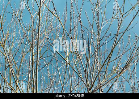 Buds on the branches. Willow. The coming of spring. Tree against the blue sky. Nature. Stock Photo