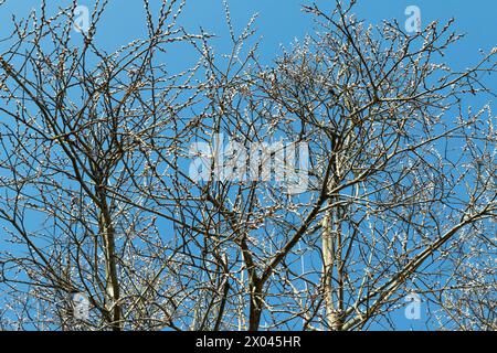 Buds on the branches. Willow. The coming of spring. Tree against the blue sky. Nature. Stock Photo