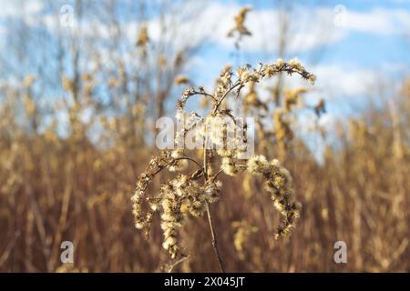 Dried flowers, close-up. Solidago canadensis, known as Canada goldenrod or Canadian goldenrod. Nature. Stock Photo