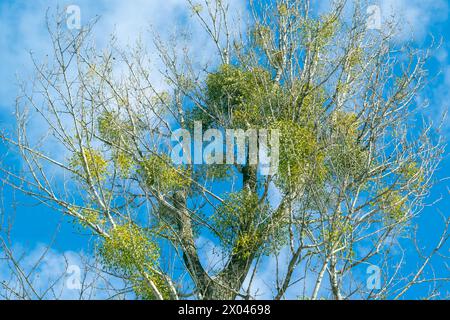 Mistletoe bushes on a tree against a blue sky. Viscum album, European mistletoe, common mistletoe. a hemiparasite. Stock Photo