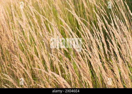 Dry grass in a field, close-up. Floral natural background. Ornamental plant in the park. Stock Photo