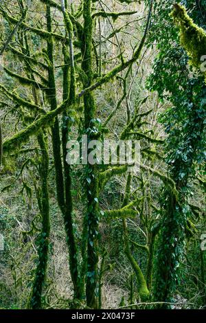 Trees overgrown with moss and ivy in the forest. Forest thicket. Natural landscape. Stock Photo