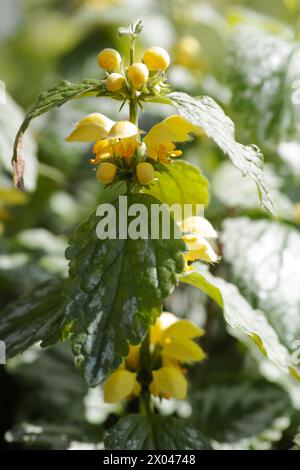 Close-up of a Lamium galeobdolon  or yellow archangel flower Stock Photo