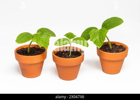 Three seedlings of cucumber in a pot on a white background Stock Photo