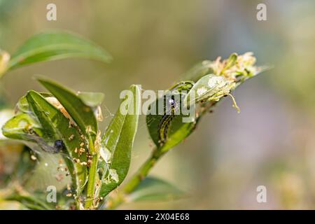 box tree moth caterpillar in a boxwood bush Stock Photo