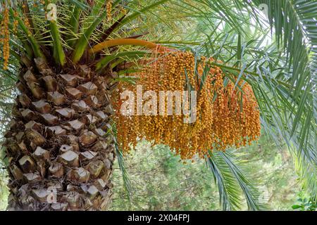 Close-up of Canary Island date palm with fruits, bunches of dates hanging from a branch. Pineapple palm Stock Photo