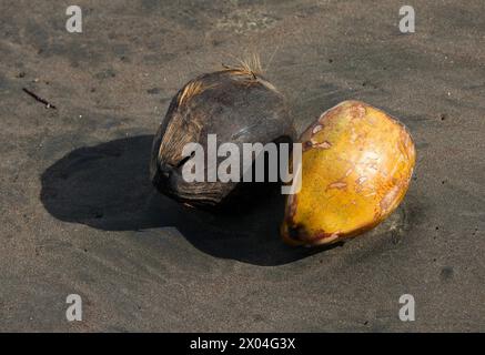 Two coconuts on a beach on the Caribbean Sea, Tortuguero, Costa Rica. The coconut tree, Cocos nucifera, is a member of the palm tree family Arecaceae. Stock Photo