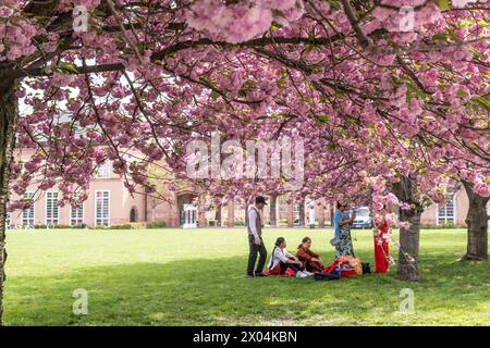 In jedem Frühling locken die 15 Kirschbäume vor dem Grassimuseum für Angewandte Kunst im Leipziger Zentrum viele Menschen an. Die Bäume blühen dann herlichen rosa Tönen. Kirschblüte Grassi Museum *** Every spring, the 15 cherry trees in front of the Grassi Museum of Applied Arts in the center of Leipzig attract many people The trees then blossom in beautiful shades of pink Cherry blossom Grassi Museum Stock Photo