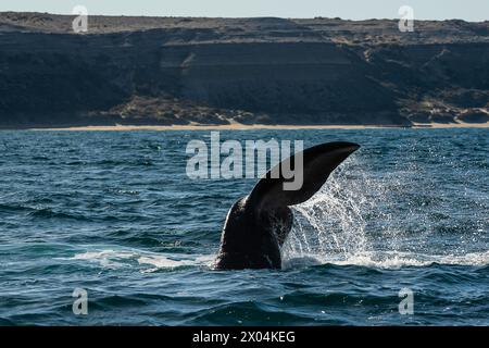 Sohutern right whale tail lobtailing, endangered species, Patagonia,Argentina Stock Photo