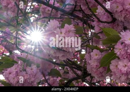 In jedem Frühling locken die 15 Kirschbäume vor dem Grassimuseum für Angewandte Kunst im Leipziger Zentrum viele Menschen an. Die Bäume blühen dann herlichen rosa Tönen. Kirschblüte Grassi Museum *** Every spring, the 15 cherry trees in front of the Grassi Museum of Applied Arts in the center of Leipzig attract many people The trees then blossom in beautiful shades of pink Cherry blossom Grassi Museum Stock Photo