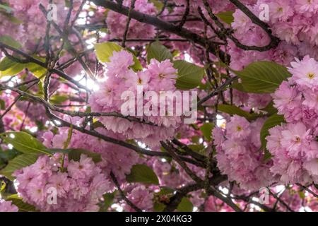 In jedem Frühling locken die 15 Kirschbäume vor dem Grassimuseum für Angewandte Kunst im Leipziger Zentrum viele Menschen an. Die Bäume blühen dann herlichen rosa Tönen. Kirschblüte Grassi Museum *** Every spring, the 15 cherry trees in front of the Grassi Museum of Applied Arts in the center of Leipzig attract many people The trees then blossom in beautiful shades of pink Cherry blossom Grassi Museum Stock Photo