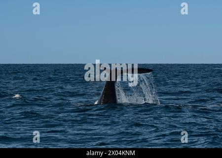 Sohutern right whale tail lobtailing, endangered species, Patagonia,Argentina Stock Photo