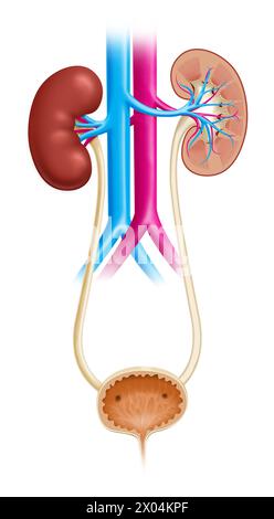 Illustration of the human urinary tract, showing both kidneys and urinary bladder Stock Photo