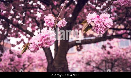 Close-up of flowering branches of Japanese cherry tree. Stock Photo