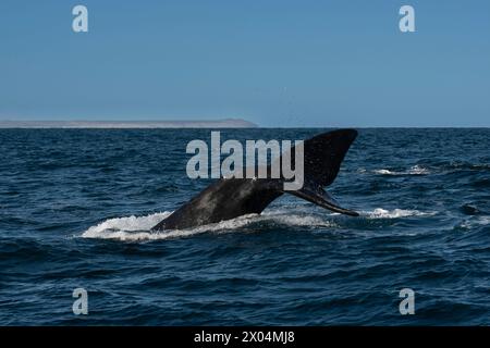 Sohutern right whale tail lobtailing, endangered species, Patagonia,Argentina Stock Photo