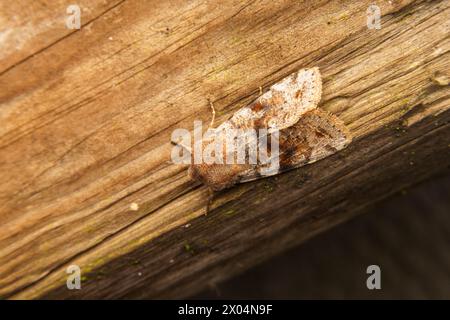 Orthosia incerta Family Noctuidae Genus Orthosia Clouded drab moth wild nature insect photography, picture, wallpaper Stock Photo