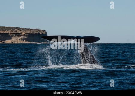 Sohutern right whale tail lobtailing, endangered species, Patagonia,Argentina Stock Photo