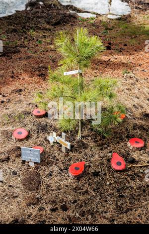 Colonel H Jones Remembrance Tree surrounded by poppies in Memorial Wood ...
