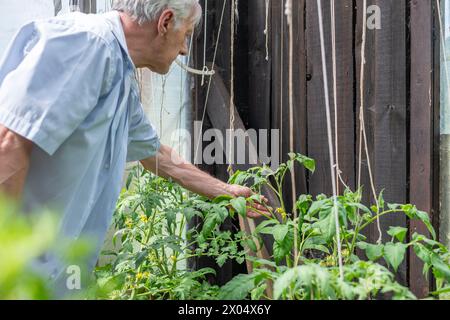 An attentive senior man tends to his tomato plants, immersed in the tranquility of his greenhouse gardening. High quality photo Stock Photo