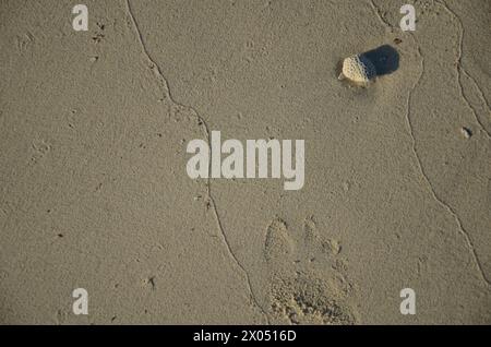 A beach scene with some rocks and shells over the sand. A partial footprint can be seen Stock Photo