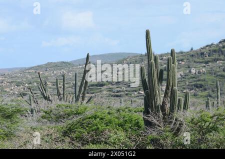 A desert landscape with a few cacti and a mountain in the background Stock Photo