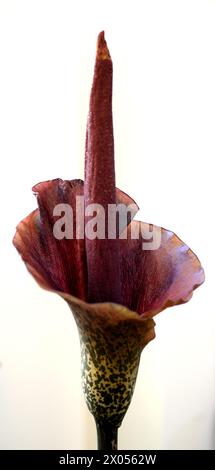 Voodoo Lily (Amorphophallus konjac) on White Stock Photo