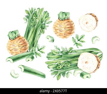 Watercolor celery set, hand drawn isolated on white. Celery vegetable with roots, stems, pieces for menu design, kitchen utensils, logo, printing, etc Stock Photo