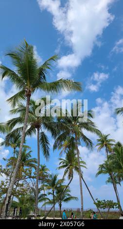 Beautiful tall palm trees in the Bahamas are picture perfect against the blue sky with white clouds Stock Photo