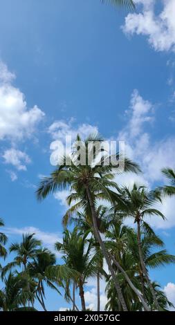 Beautiful tall palm trees in the Bahamas are picture perfect against the blue sky with white clouds Stock Photo