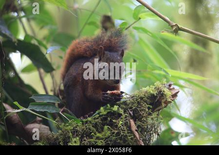The red-tailed squirrel (Sciurus granatensis) is a species of tree squirrel distributed from southern Central America to northern South America. This Stock Photo