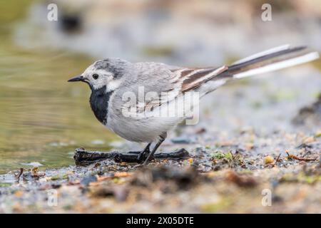 Wagtail sits on the ground with a beautiful blurred background. The wagtail is a genus, Motacilla, of passerine birds in the family Motacillidae. Wagt Stock Photo