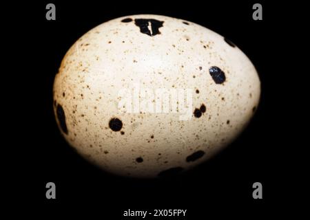 close up image of quail egg on black background Stock Photo