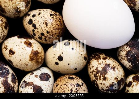 large white chicken egg and little speckled quail eggs on dark background Stock Photo