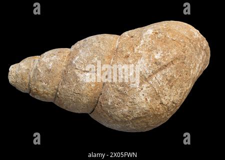 snail fossil cast isolated with black background Stock Photo
