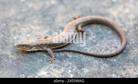 Adult California Alligator Lizard Shedding. Shedding skin is a natural and necessary part of a reptile’s life cycle. Backyard in Santa Clara County, C Stock Photo